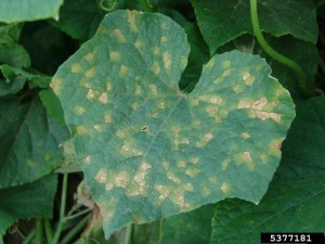 Cover photo for Downy Mildew