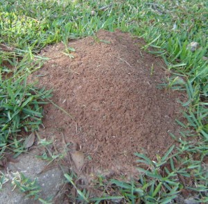 fire-ant-mound
