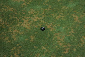 Cover photo for Anthracnose Alert!