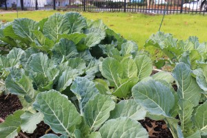 collards in veggie garden