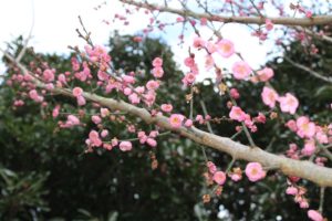 Japanese flowering apricot; prunus mume