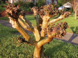 crape myrtle that has been topped. 