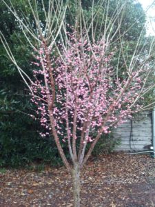 Japanese flowering apricot