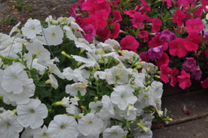 petunias red and white