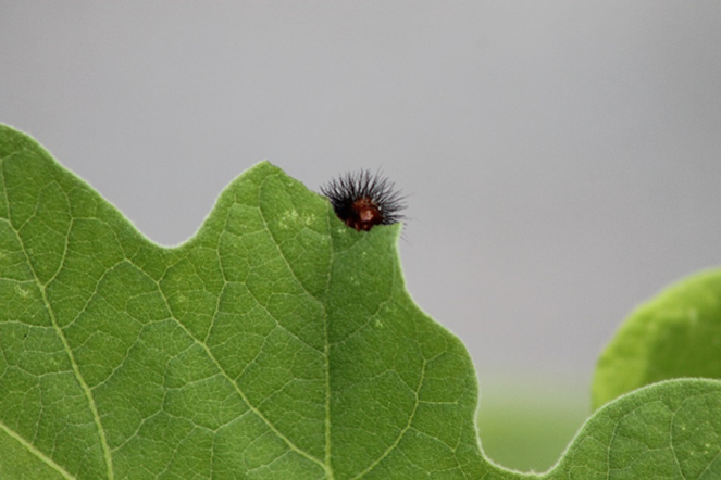 caterpillar on leaf margin