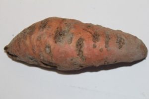 Meloidogyne enterolobii root knot damage on sweetpotato (Dr. Weimin Ye, NCDA&CS)