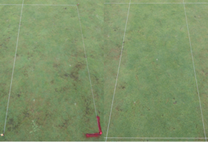 Cover photo for Sting the Nematodes Before They Sting You Back!