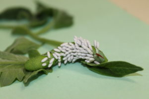 parasitic insect eggs on caterpillar