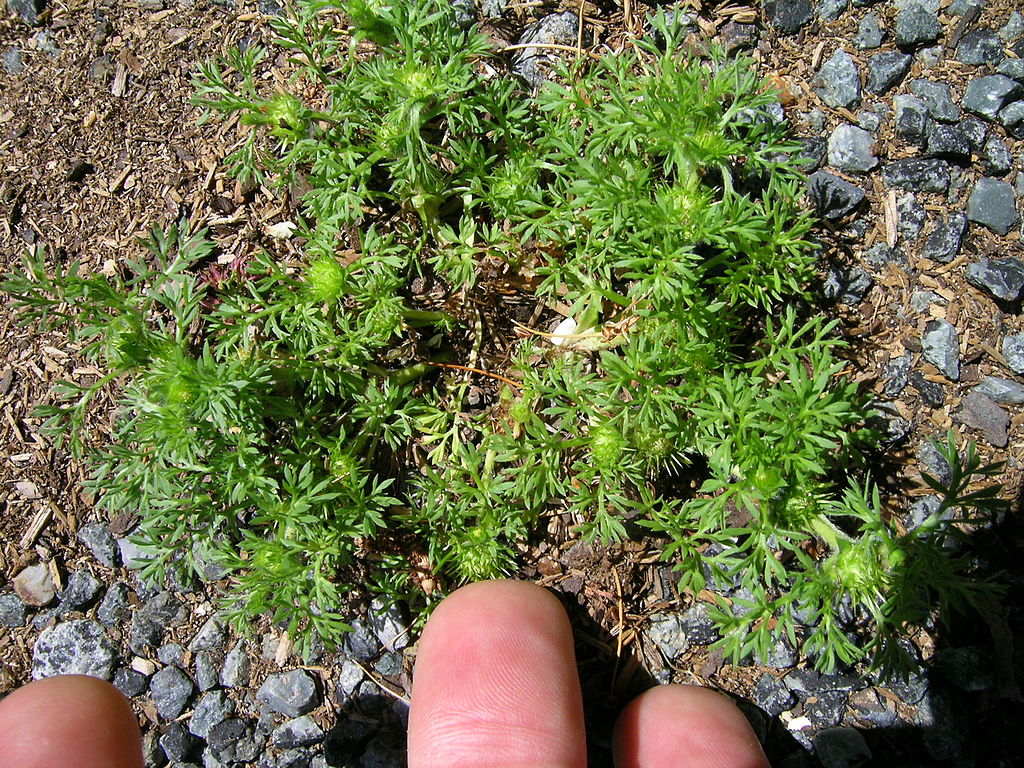 Common Lawn Weeds In North Carolina