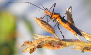 Adult milkweed assissin bug