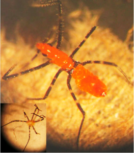 Nymph milkweed assassin bug