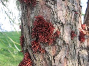 fungus on tree