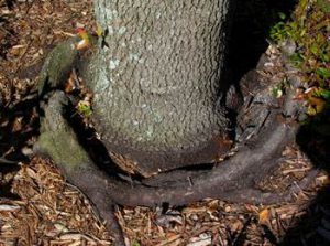 root collar