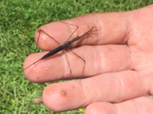 Image of a water scorpion