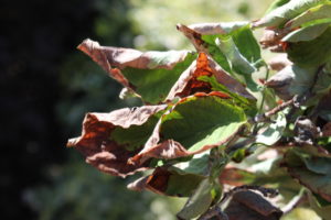 Cover photo for Why Are My Trees Dying?