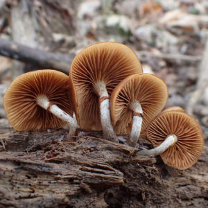 Cover photo for October 17 Chatham Conservation Partnership Meeting to Focus on Mushrooms!