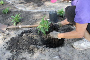 woman planting a plant