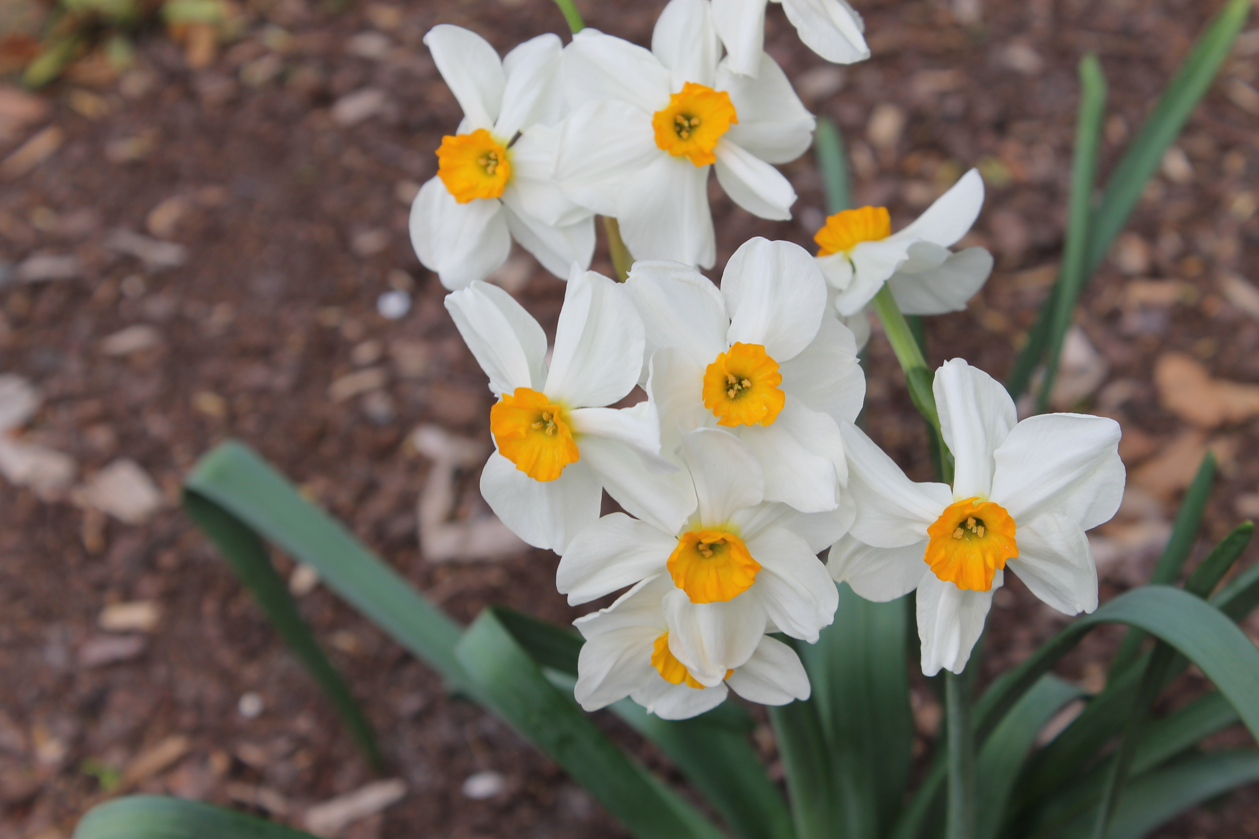 daffodils