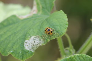 ladybug