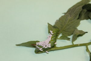 insect eggs on a leaf