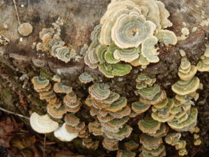 Fungi on a stump