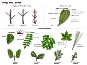 Twigs and leaves poster