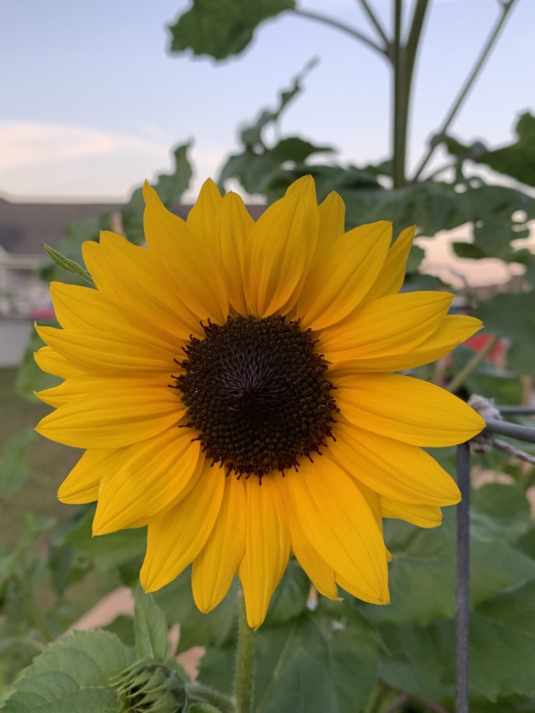 Garden Sunflower