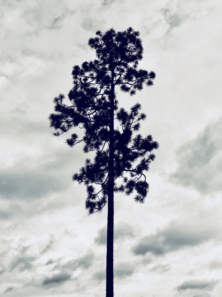 Towering Tree