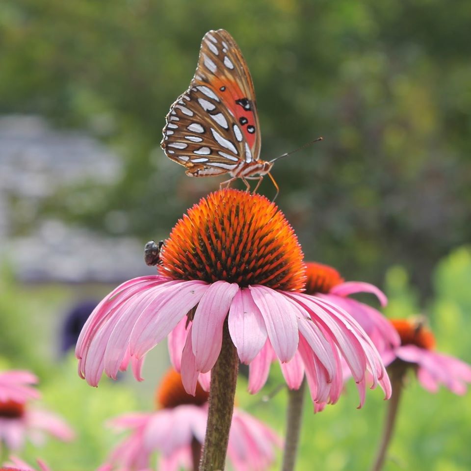 Butterfly