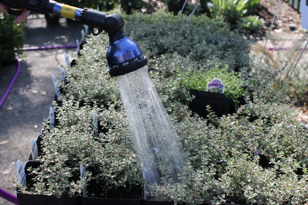 Watering plants
