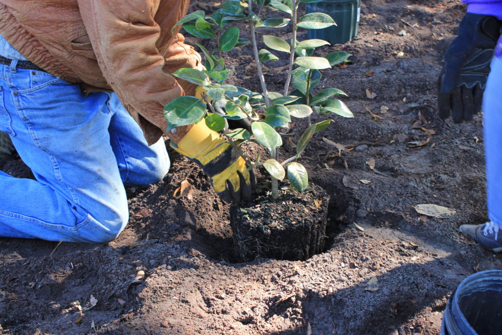 Planting a plant