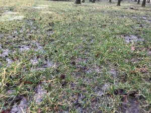 tall fescue saturated soil