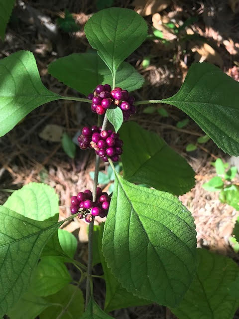 Beautyberry plant