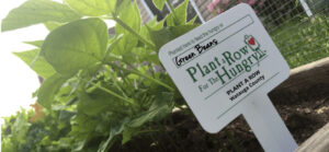 sign marking green beans in a garden