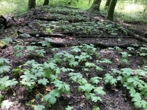 Cover photo for May 13 ForestHer NC Webinar on Non-Timber Forest Products & Agritourism