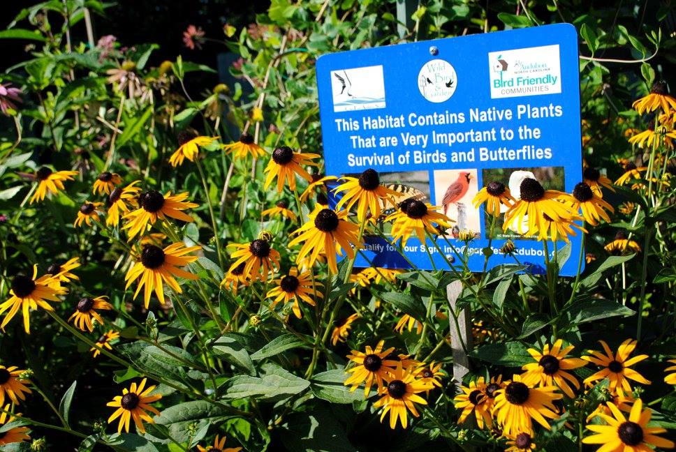 black eyed susans and native plant sign