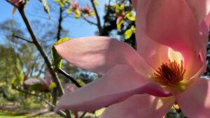 pink magnolia blossom against blue sky