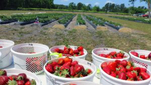 NC State Extension horticulture research station strawberries Castle Hayne New Hanover County