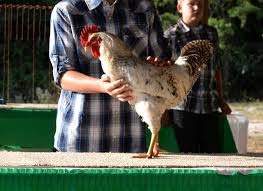 Cover photo for 4-H'ers Recognized at Regional Chicken Competition