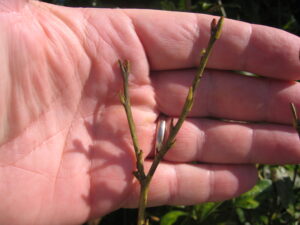 Blueberry twig defoliated by caterpillars