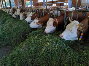 Cows in a barn eating mounds of feed grass.