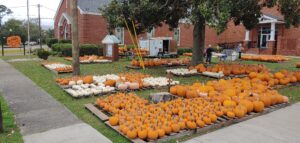 A green lawn with groups of pumpkins available for sale.