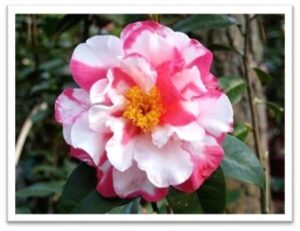 red and white camellia
