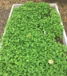 clover cover cop in raised bed