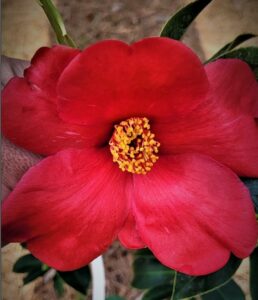 camellia wendzalea-red single flower