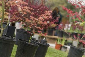 red japanese maples in black pots