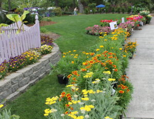 colorful row of perennial flowering plants