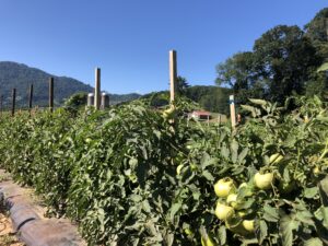 Fresh market tomatoes