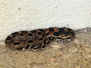 Hognose snake curled up