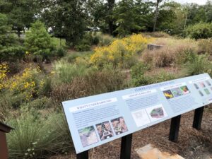Stormwater Infiltration Zone at the New Hanover County Arboretum. Picture shows plants, shrubs, and trees in a retension basin. 